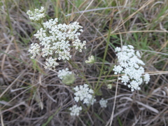 Ammi majus