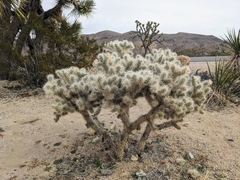 Cylindropuntia echinocarpa