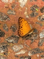 Phalanta