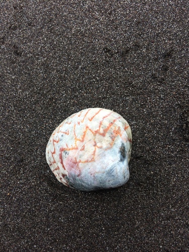 Lioconcha castrensis