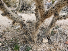 Cylindropuntia echinocarpa