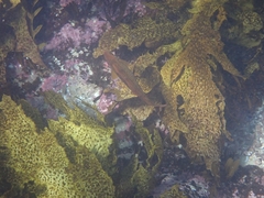 Olisthops cyanomelas