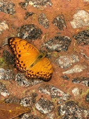Phalanta