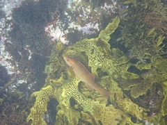 Olisthops cyanomelas