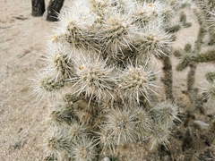 Cylindropuntia echinocarpa