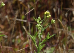 Eschenbachia stricta