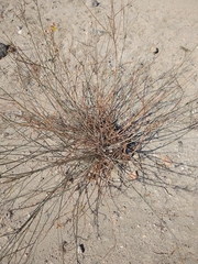 Hoffmannseggia microphylla