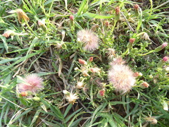 Noticastrum diffusum