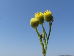 Eschenbachia stricta