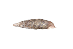 Macrogastra attenuata