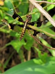 Palpopleura