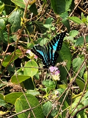 Graphium policenes