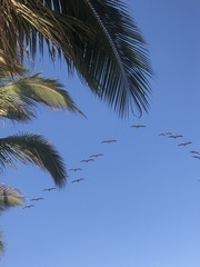 Pelecanus occidentalis