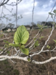 Morus nigra
