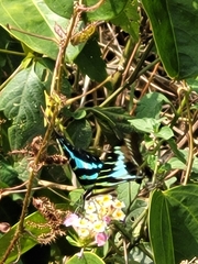 Graphium policenes