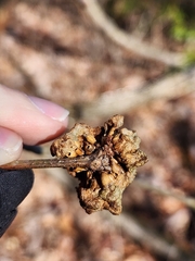 Callirhytis seminator