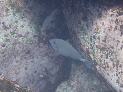 Prionurus microlepidotus