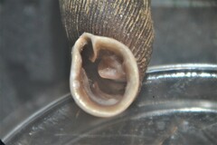 Macrogastra attenuata