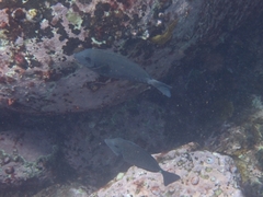 Prionurus microlepidotus