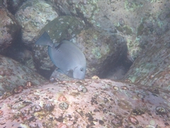 Prionurus microlepidotus