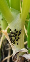 Neotoxoptera formosana