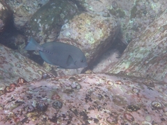 Prionurus microlepidotus