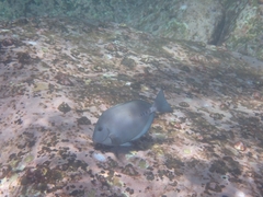 Prionurus microlepidotus