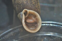 Macrogastra attenuata