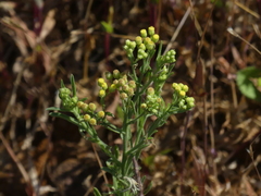 Eschenbachia stricta