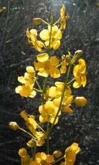 Senna armata
