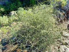 Asparagus umbellatus image