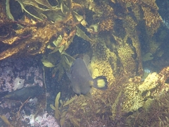 Meuschenia flavolineata