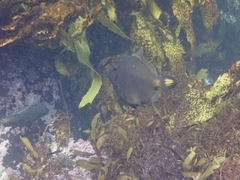 Meuschenia flavolineata