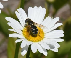 Eristalis