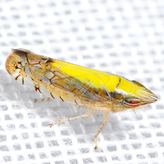 Scaphytopius elegans