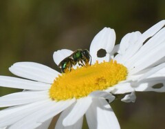 Augochlora pura