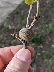 Callirhytis quercusbatatoides