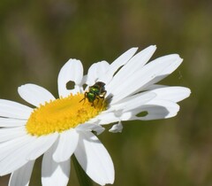 Augochlora pura