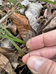 Apteria aphylla