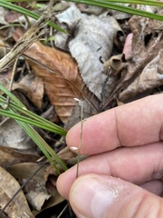 Apteria aphylla