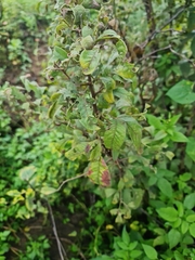 Searsia pyroides