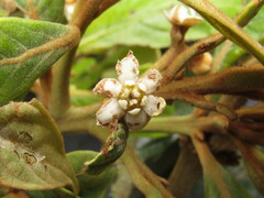 Nectandra