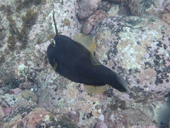 Eubalichthys bucephalus