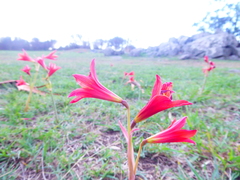 Zephyranthes bifida