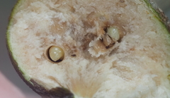 Callirhytis quercusbatatoides