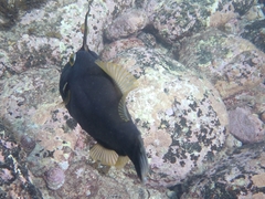 Eubalichthys bucephalus