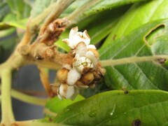 Nectandra