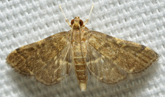 Anageshna primordialis