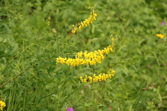 Cytisus nigricans