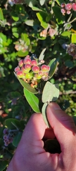 Arctostaphylos tomentosa